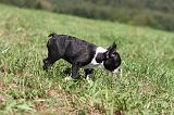 BOSTON TERRIER 136